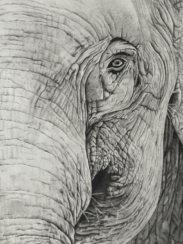 Éléphant d’Asie