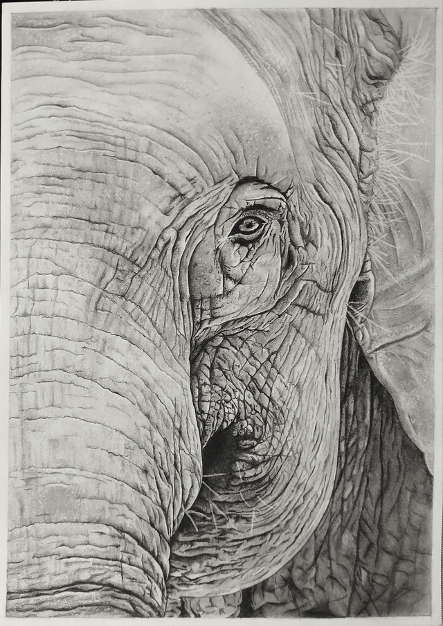 Éléphant d’Asie