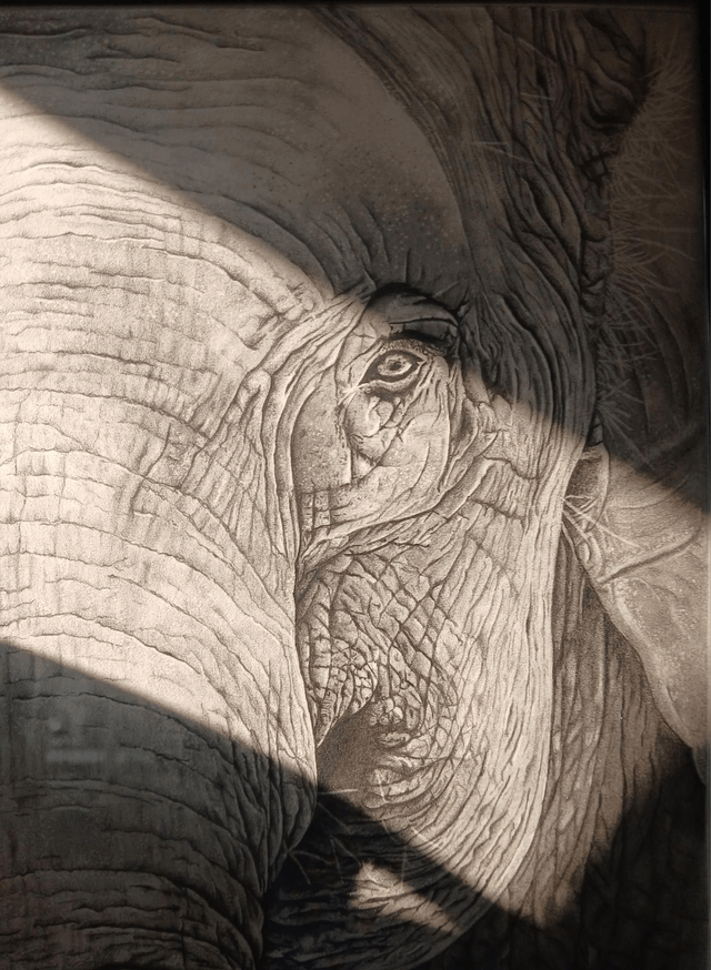 Éléphant d’Asie
