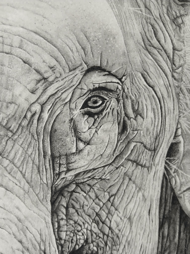 Éléphant d’Asie