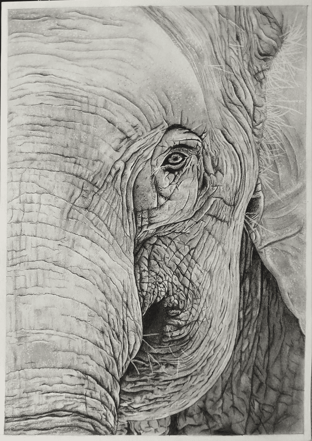 Éléphant d’Asie